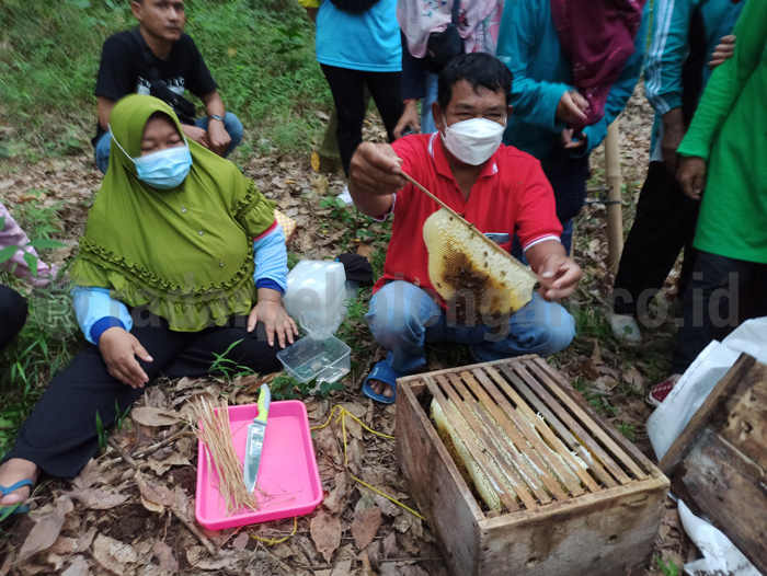 Asyiknya Wisata Petik Madu di Kedawung, Nikmat dan Berkhasiat