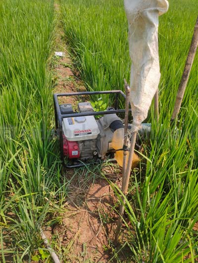 Serangan Hama, Petani Padi Angkat Bendera Putih