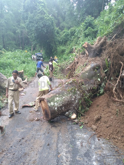 Waspadai Pohon Tumbang