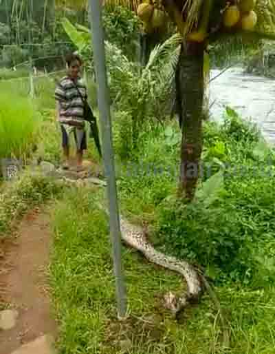 Ular Sanca Mangsa Kambing