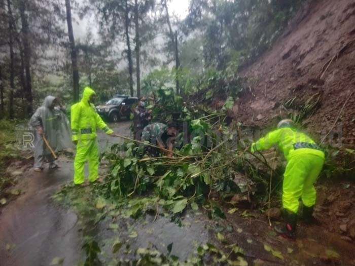 Hujan Angin, Relawan Sibuk Tangani Pohon Tumbang