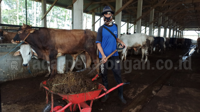Peternak Diminta Optimalkan Penjualan Online