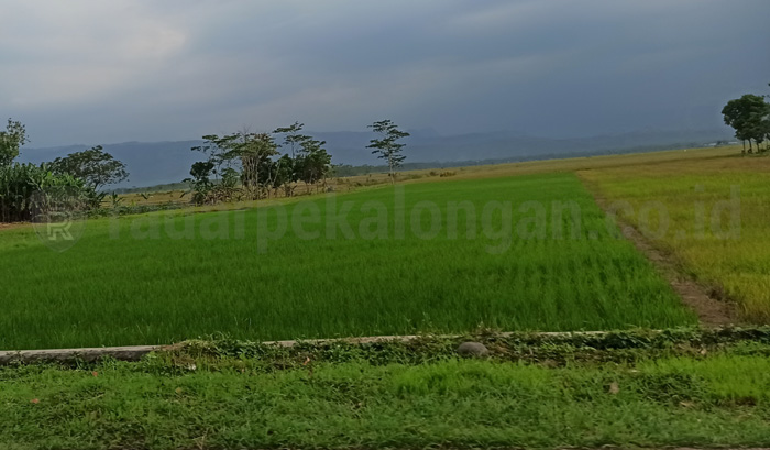 Meski Pandemi, Produksi Beras Melimpah