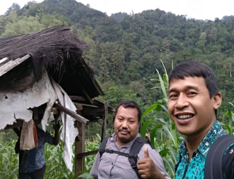 Celeng dan Kera Merajalela, Rusak Tanaman Petani