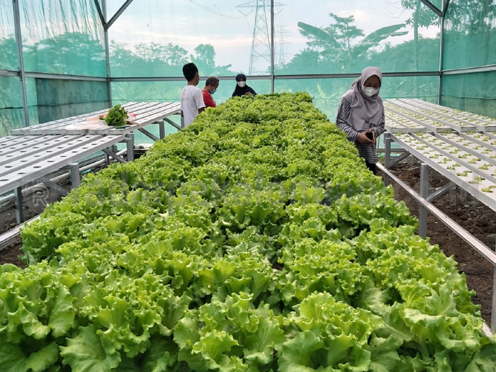 Geluti Sayuran Hidpronik, Omzet Rp 7,5 Juta/Bulan