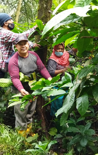 Pandemi, Harga Kopi Turun