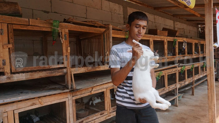 Gegara Pandemi, Daging hingga Air Kencing Kelinci Laku Dijual