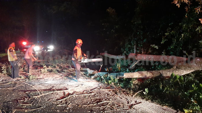 Waspadai Pohon Tumbang Tengah Jalan