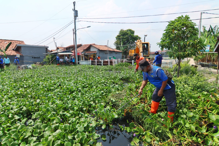 Cegah Banjir, Eceng Gondok Sungai Bremi Dibersihkan