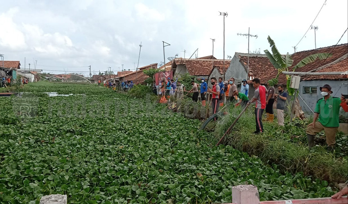 Petugas Gabungan bersama Warga Bersihkan Eceng Gondok di Sungai Bremi