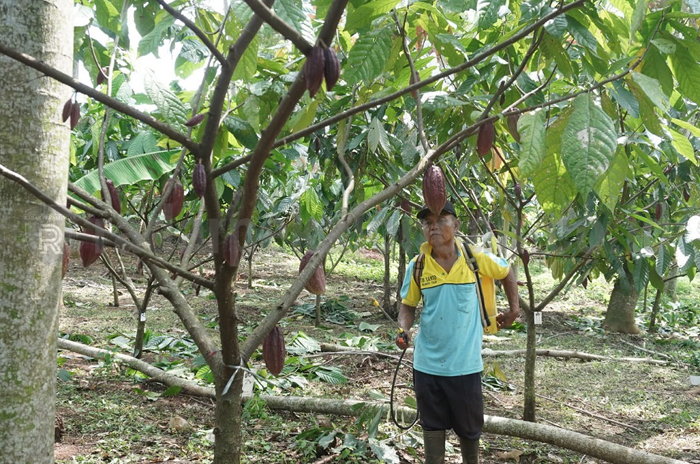 Produktivitas Kakao Batang Belum Memadai
