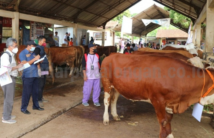 Motivasi Peternak, Puluhan Sapi dan Kambing Diperlombakan