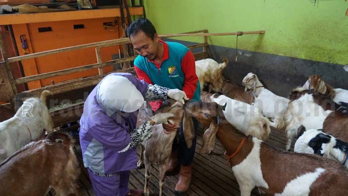 Jelang Iduladha, Dinperpa Terjunkan Tim Pemantau Keswan