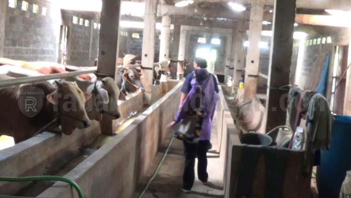 Pengiriman Hewan Kurban ke Pembeli Dipantau