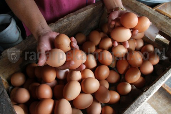 Harga Telur Tembus Rp32 Ribu/Kg