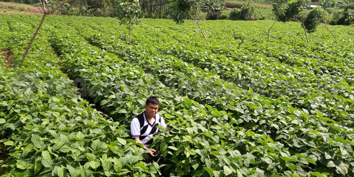 Potensial, Kacang Edamame Mulai Dibudidayakan Petani Bawang