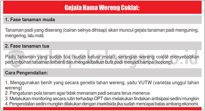 Hama Wereng Resahkan Petani