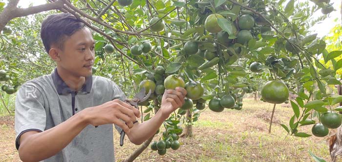 Asyiknya Petik Jeruk di Kebun Petani Milenial Batang