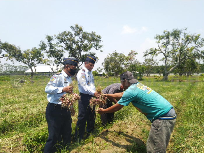 Perdana, Lapas Panen Bawang Merah 3,5 Ton