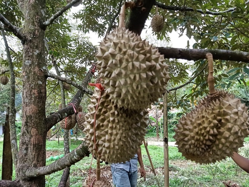 Nikmati Wisata Alam Sembari Berburu Durian Lokal