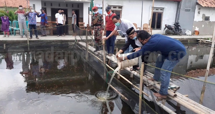 Budidayakan Nila, MPM Muhammadiyah Manfaatkan Lahan Terbengkalai