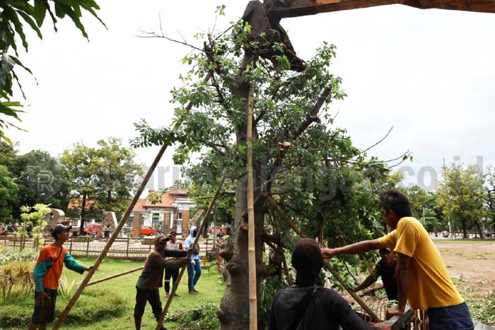 Sempat Tumbang, Pohon Baobab di Jetayu Kembali Tegak