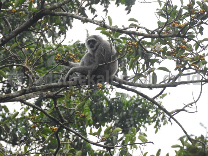 Gegara Kesetrum, Primata Langka Ini Mati