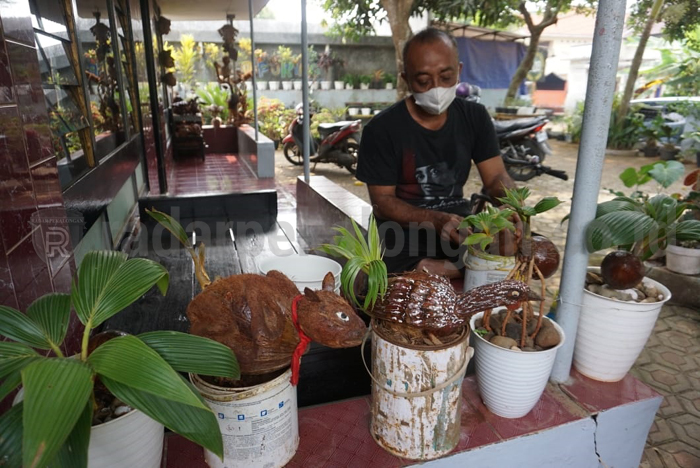 Bonsai Tunas Kelapa, Hasilnya Bisa Berbentuk Karakter Binatang hingga Wajah Manusia