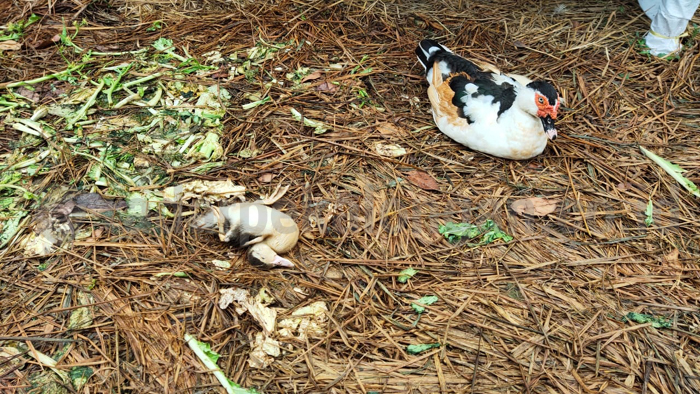 Puluhan Unggas Sakit dan Mati