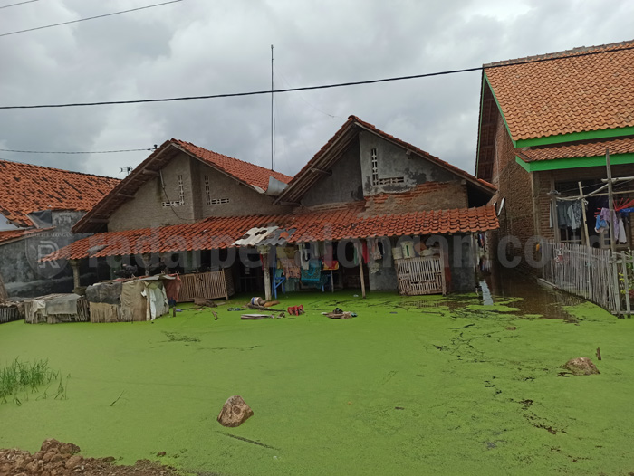 Ular Ancam Korban Banjir