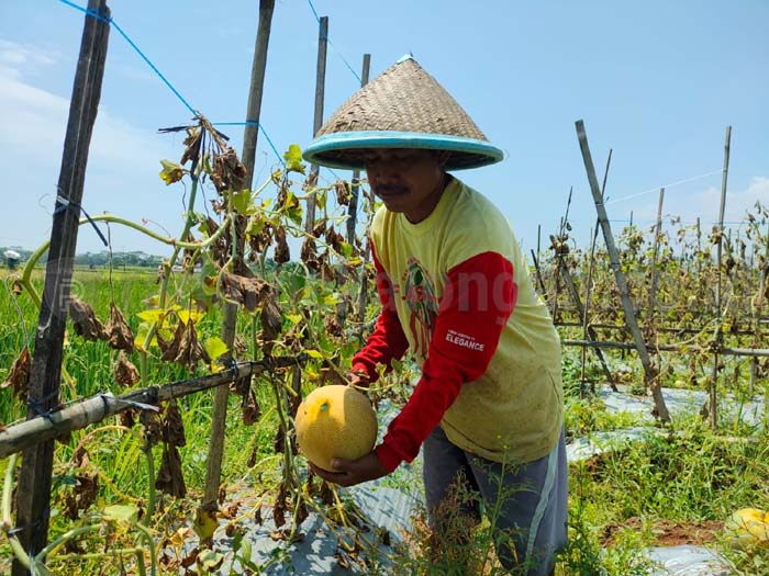 Ramadan, Permintaan Melon Meningkat
