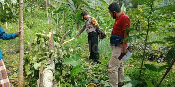 Juragan Tebang Tewas Tertimpa Pohon