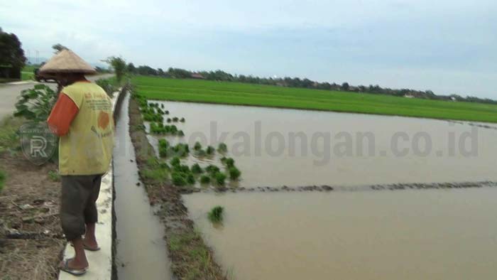 Puluhan Hektar Tanaman Padi Terendam Banjir