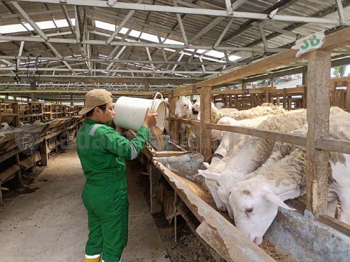 DD Jateng Siapkan 1.713 Hewan Kurban Berkualitas