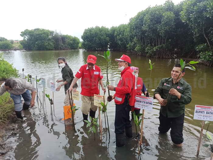 Sukses Rehabilitasi Pesisir, PMI Batang jadi Rujukan