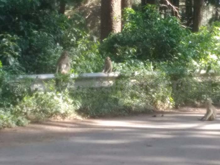 Kakek Sitir Nekat Akhiri Hidupnya dengan Menyetrumkan Diri ke Listrik