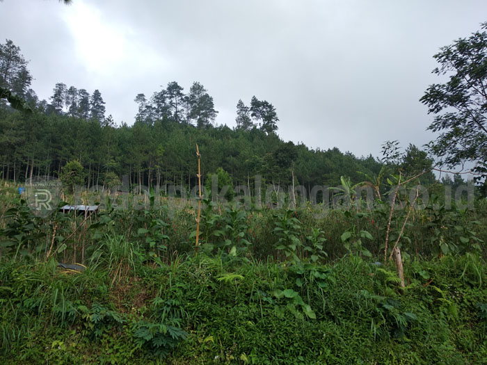 Kera dan Babi Momok Petani