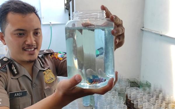 Bisnis Ikan Cupang Polisi Ini Raup Untung Rp5-10 Juta per Bulan