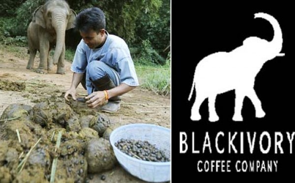 Setelah Kopi Luwak Sekarang Ada Kopi Gajah Yang Harganya Lebih Mahal 2652